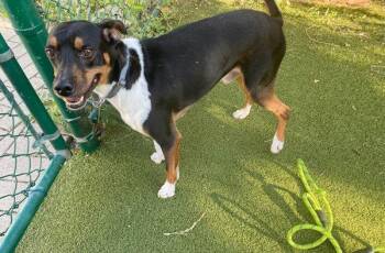 Jojo -  Fox Terrier and Labrador Retriever Dog for Adoption in Austin, Texas - Jojo | PetCurious