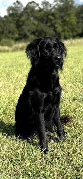 Rescue Flat Coated Retriever Dogs for Adoption in New Canaan, Connecticut - Libby | PetCurious