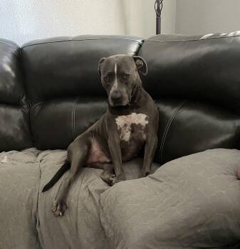 Frankie -  Pit Bull Terrier Dog for Adoption in Martinez, California - Frankie | PetCurious