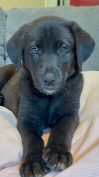 Butterfly -  Black Labrador Retriever and German Shepherd Dog Dog for Adoption in Denver, North Carolina - Butterfly | PetCurious