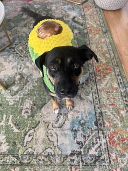 Labrador Retriever and Rottweiler Dogs Available for Adoption - Ladybug | PetCurious