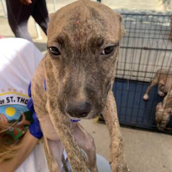 Terrier Dogs Available for Adoption in Washington, Pennsylvania - Greg | PetCurious