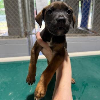 Yoshi 061603A -  Labrador Retriever Dog for Adoption in Amory, Mississippi - Yoshi 061603A | PetCurious