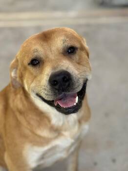 Rescue Pit Bull Terrier Dogs for Adoption in Dawsonville, Georgia - Fred | PetCurious