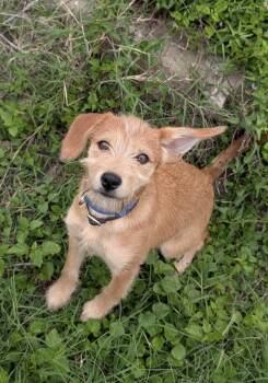 Terrier Dogs Available for Adoption in Fort Worth, Texas - Star | PetCurious
