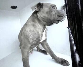 Pit Bull Terrier Dogs Available for Adoption in Houston, Texas - A654723 | PetCurious