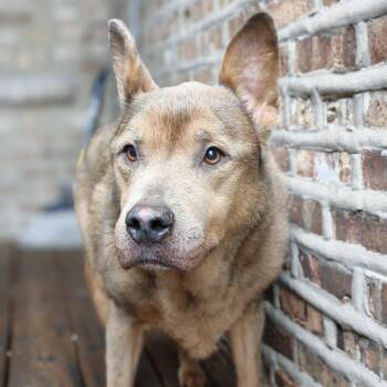Chase -  Pit Bull Terrier and German Shorthaired Pointer Dog for Adoption in Chicago, Illinois - Chase | PetCurious
