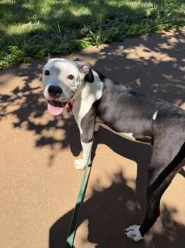 Popeye -  Pit Bull Terrier and Mixed Breed Dog for Adoption in Kansas City, Missouri - Popeye | PetCurious