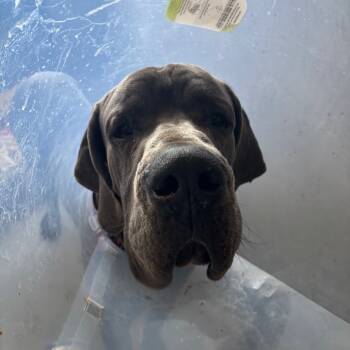 Rescue Great Dane Dogs for Adoption in Los Angeles, California - OTIS-A2174219 | PetCurious