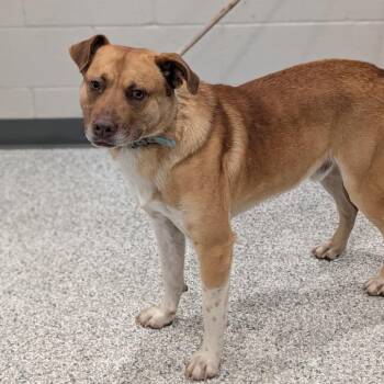 Labrador Retriever and Mixed Breed Dogs Available for Adoption - Mr. Bojangles | PetCurious