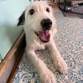 Terrier Dogs Available for Adoption in Daphne, Alabama - Wally | PetCurious