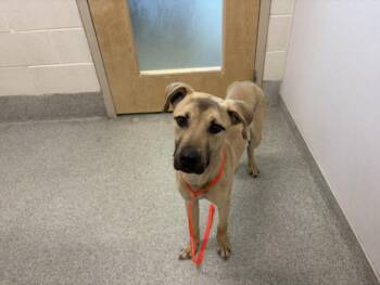 PLUTO -  Black Mouth Cur and Mixed Breed Dog for Adoption in Loveland, Colorado - PLUTO | PetCurious