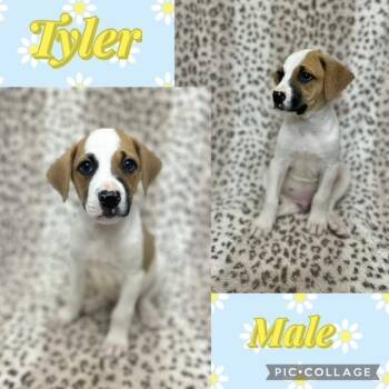 Jack Russell Terrier Dogs Available for Adoption in Manchester, Connecticut - Tyler | PetCurious