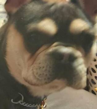 Bruce -  French Bulldog Dog for Adoption in Egg Harbor City, New Jersey - Bruce | PetCurious