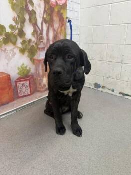Cane Corso Dogs Available for Adoption in San Bernardino, California - MANON | PetCurious