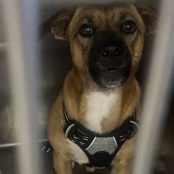 Chase -  Mixed Breed Dog for Adoption in Summerlee, West Virginia - Chase | PetCurious