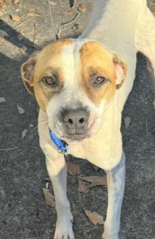 Mr. Kenney -  Pointer and Terrier Dog for Adoption in Milner, Georgia - Mr. Kenney | PetCurious