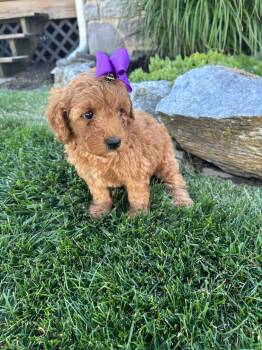 Gigi -  Goldendoodle Dog for Sale in Germantown, Maryland - Gigi | PetCurious