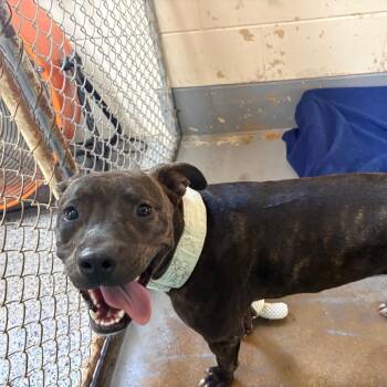 Nani 29845 -  Mixed Breed Dog for Adoption in Middleburg, Florida - Nani 29845 | PetCurious
