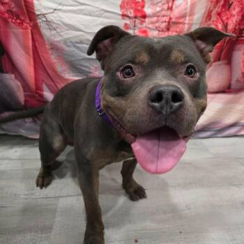 American Bully and Mixed Breed Dogs Available for Adoption - Muscles  | PetCurious