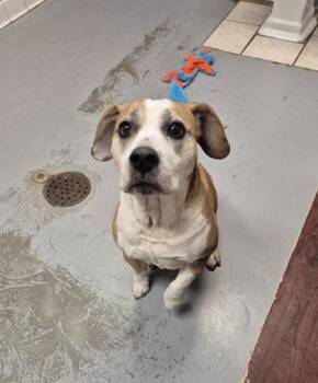 Mixed Breed Dogs Available for Adoption - Shortie | PetCurious