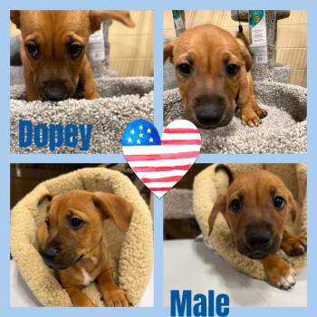 Dopey -  Cattle Dog Dog for Adoption in Eugene, Oregon - Dopey | PetCurious