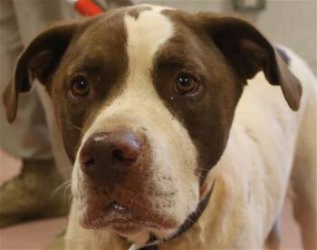 PRINCE -  Labrador Retriever and Pointer Dog for Adoption in Columbia, South Carolina - PRINCE | PetCurious