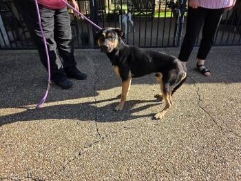 Rottweiler and Mixed Breed Dogs Available for Adoption in Rockport, Texas - Glorfindel | PetCurious