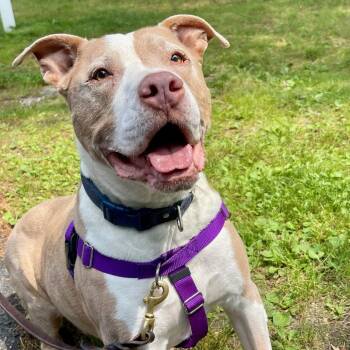 Rescue Pit Bull Terrier Dogs for Adoption in East Hampton, New York - Tango | PetCurious