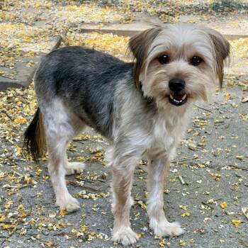 Beverly -  Terrier Dog for Adoption in Oakland, California - Beverly | PetCurious