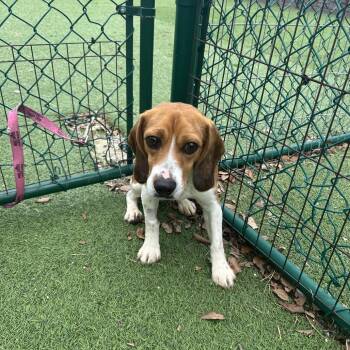 Willie -  Beagle Dog for Adoption in Sunrise, Florida - Willie | PetCurious