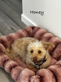 Honey -  Miniature Poodle Dog for Adoption in Las Vegas, Nevada - Honey | PetCurious