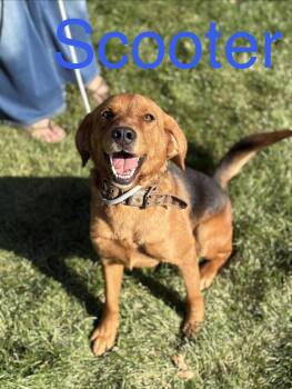 Scooter -  Beagle and Mixed Breed Dog for Adoption in Zimmerman, Minnesota - Scooter | PetCurious