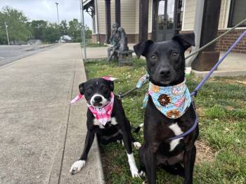 Mixed Breed Dogs Available for Adoption in Dickson, Tennessee - Gidget | PetCurious