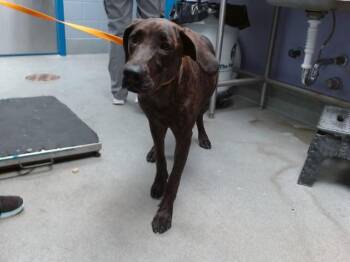 ZORRA -  Weimaraner and Mixed Breed Dog for Adoption in Albuquerque, New Mexico - ZORRA | PetCurious