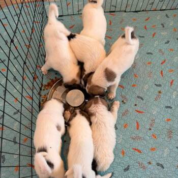 Gampr Puppies -  Anatolian Shepherd Dog for Adoption in Agua Dulce, California - Gampr Puppies | PetCurious