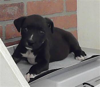 Staffordshire Bull Terrier and Mixed Breed Dogs Available for Adoption in Houston, Texas - STARFIRE | PetCurious
