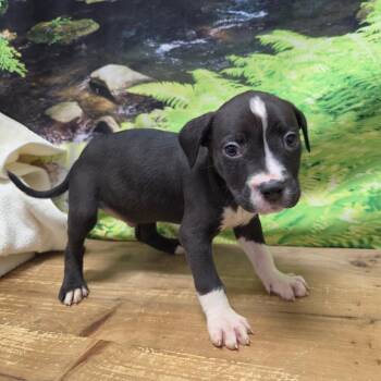 Ethan -  Boston Terrier and Mixed Breed Dog for Adoption in Normal, Illinois - Ethan | PetCurious