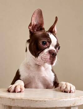 Baby Buttons -  Boston Terrier Dog for Adoption in Walker, Louisiana - Baby Buttons | PetCurious