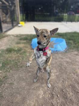 Edward -  Chihuahua and Dachshund Dog for Adoption in Richmond, Texas - Edward | PetCurious