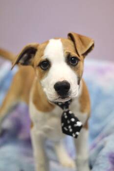 Catahoula Leopard Dog Dogs Available for Adoption - Deveraux In NH! Come Meet Our Adoptable Dogs Wednesday-Saturday. | PetCurious