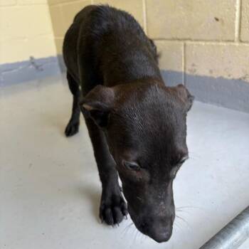 Forrest -  Pit Bull Terrier Dog for Adoption in Lufkin, Texas - Forrest | PetCurious