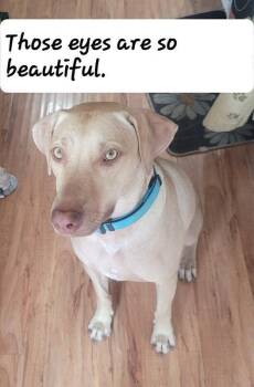 Rescue Labrador Retriever and Weimaraner Dogs for Adoption in Palatine, Illinois - Nubby | PetCurious