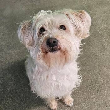 Terrier and Mixed Breed Dogs Available for Adoption in Nampa, Idaho - Buddy | PetCurious