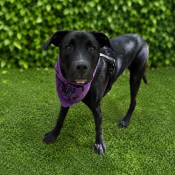 Arlo -  Black Labrador Retriever and Mixed Breed Dog for Adoption in Hopkinton, Massachusetts - Arlo | PetCurious