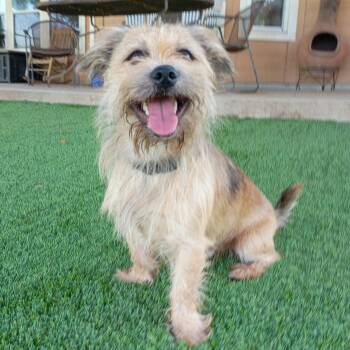 Taz — The Calm, Cuddly Terrier Everyone Loves -  Border Terrier and Cairn Terrier Dog for Adoption in Houston, Texas - Taz — The Calm, Cuddly Terrier Everyone Loves | PetCurious