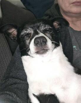 Mixed Breed Dogs Available for Adoption - Pocket | PetCurious