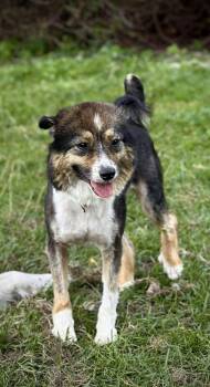 Rescue Australian Shepherd Dogs for Adoption in Syracuse, New York - Fergie | PetCurious