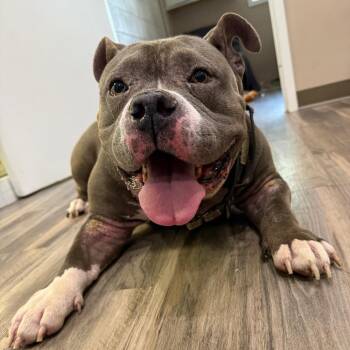 Crash -  American Bulldog Dog for Adoption in Muncie, Indiana - Crash | PetCurious
