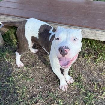 Landon -  Mixed Breed Dog for Adoption in Dickinson, Texas - Landon | PetCurious